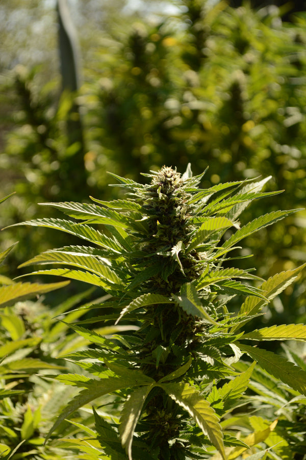 Medical Marijuana for Mitochondrial Disease