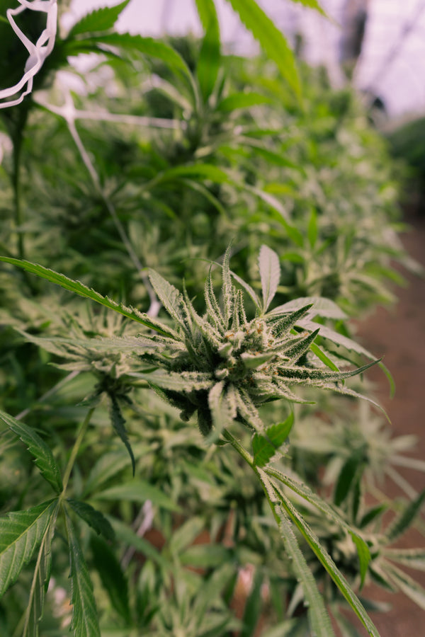 Medical Marijuana for Hospice Care