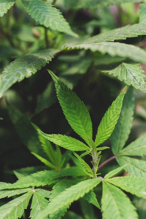 Medical Marijuana for Amyotrophic Lateral Sclerosis (ALS)