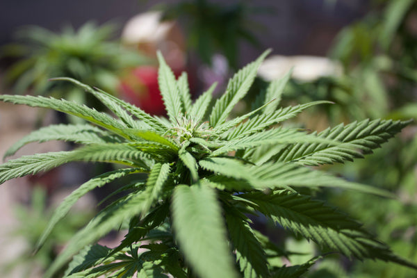 Medical Marijuana for Autism