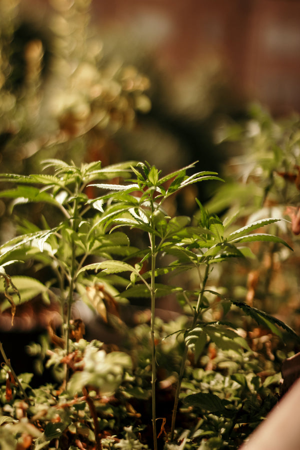 Medical Marijuana for Alzheimer’s Disease