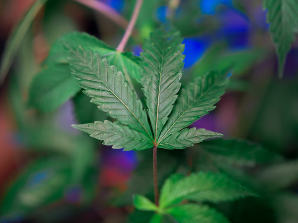 Medical Marijuana for Epilepsy & Seizures