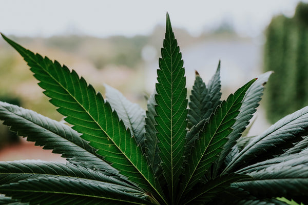 Medical Marijuana for Epidermolysis Bullosa