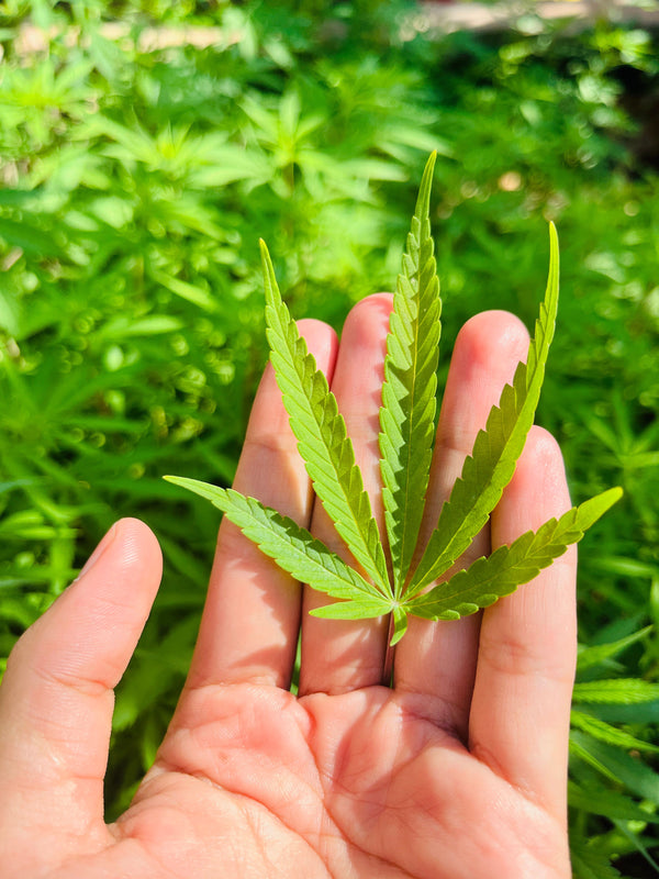 Medical Marijuana for Crohn’s Disease
