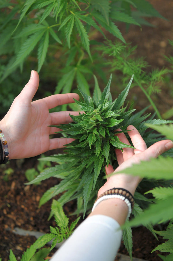 Medical Marijuana for Tourette Syndrome