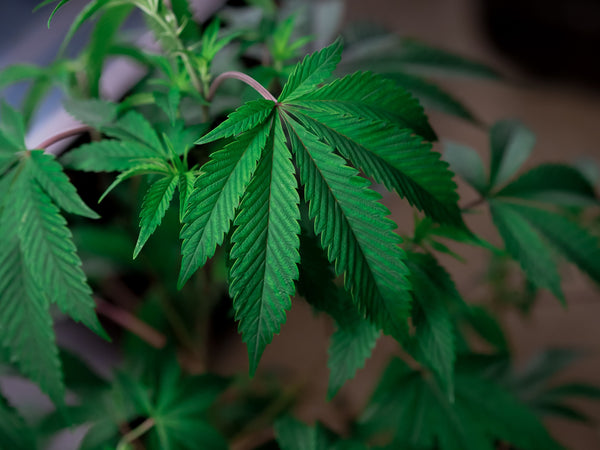 Medical Marijuana for Sickle Cell Disease