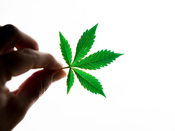 Medical Marijuana for Peripheral Neuropathy