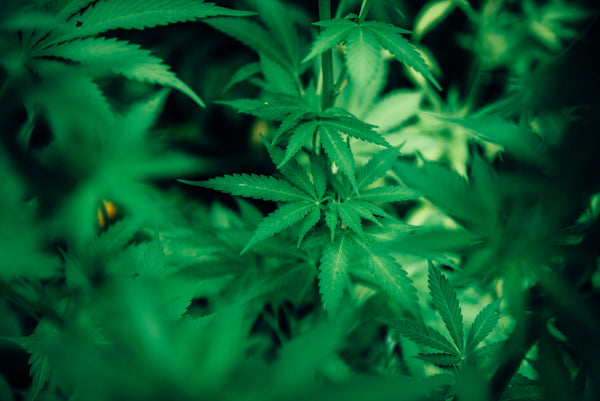Medical Marijuana for Multiple Sclerosis
