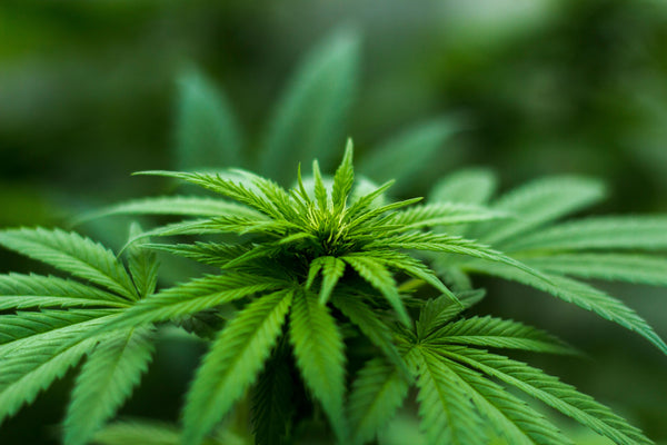 Medical Marijuana for Parkinson’s Disease