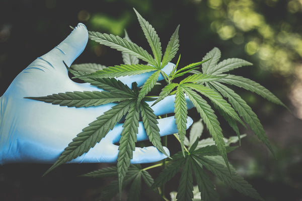 Medical Marijuana for AIDS